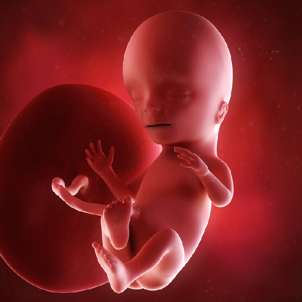 胎儿的生长要依靠母亲的血液循环系统